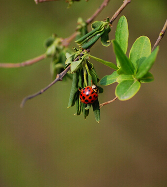 春天吃什么养生 教你春季老人败火方
