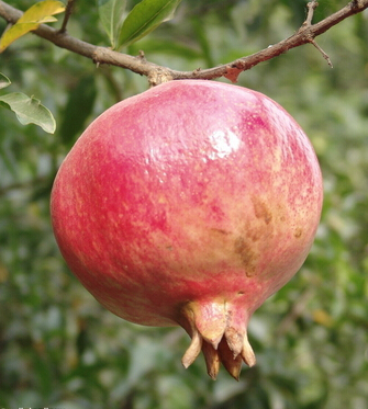 石榴的功效与作用 轻松去除口疮痢疾