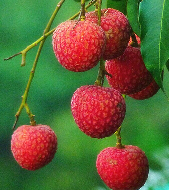 治疗早泄阳痿 防治早泄阳痿必吃9种水果