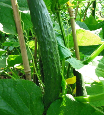 吃什么食物对身体好 对身体好的食物有哪些