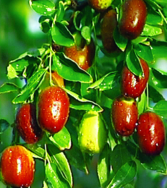 吃枣的好处 女人美丽健康魔咒 枣 来帮忙