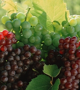 便秘吃什么水果好 8水果祛除身体疾病