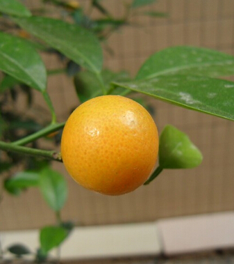 水果的营养价值 盘点金橘的食疗功效