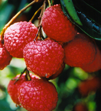 夏季养生吃什么好 适合夏季吃的水果有哪些