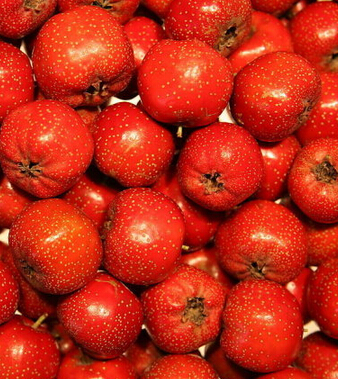 山楂的功效与作用 山楂降低血压消食又活血