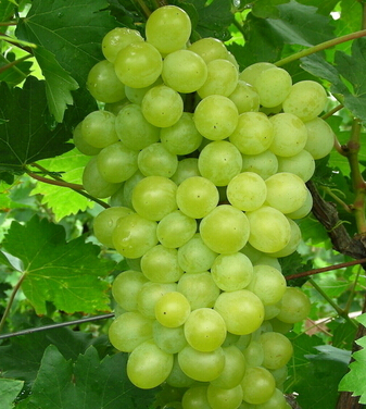 上火怎么办 春季多吃这9种保湿去燥的水果