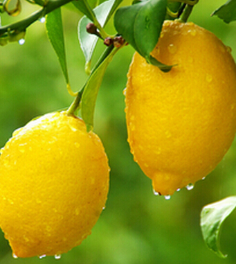 柠檬的功效与作用 柠檬八大神奇功效