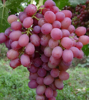 吃什么可以排毒 七种水果有效排出体内毒素