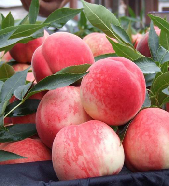 天热没食欲怎么办 夏季吃什么水果开胃