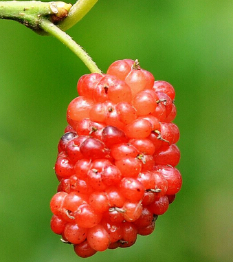 桑葚的功效与作用 常食桑葚保年轻