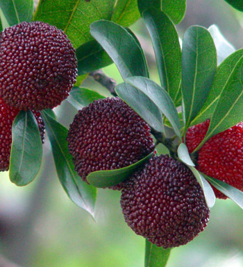 夏季养生吃什么好 适合夏季吃的水果有哪些