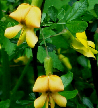 女性健康 养好气血让你美丽一生