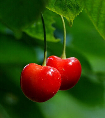 樱桃的功效与作用 樱桃好吃营养高