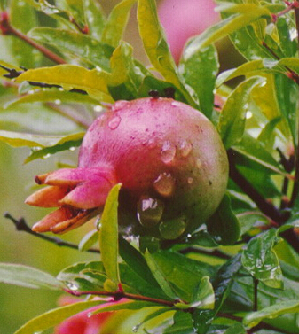 石榴的功效与作用 轻松去除口疮痢疾