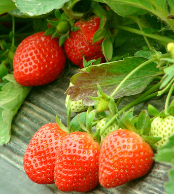 水果的营养价值 盘具有中医疗效的八大水果