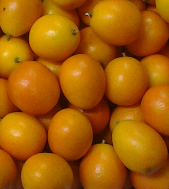 水果的营养价值 盘点金橘的食疗功效