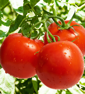 健康饮食 女人吃什么让你不变老