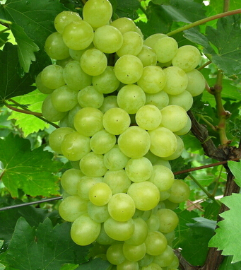 气血不足怎么办 10食物养好气血做美丽女人