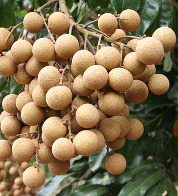 吃龙眼会上火吗 怎么吃龙眼才健康