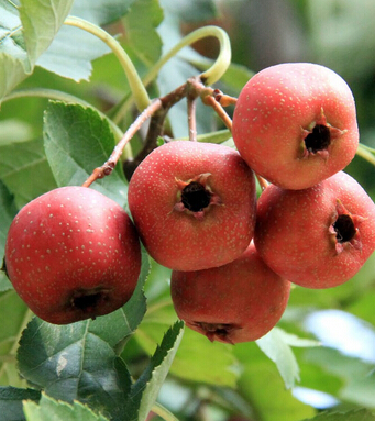 山楂的功效与作用 山楂降低血压消食又活血