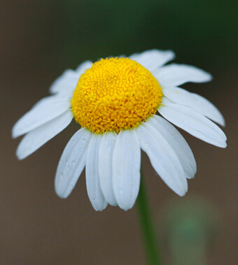 脾气暴躁怎么办 更年期女性如何缓解情绪
