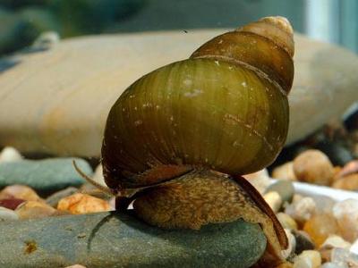 孕妇能吃田螺吗？孕妇吃田螺有什么影响？