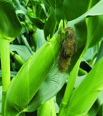 补钙的食物有哪些 中老年吃什么补钙