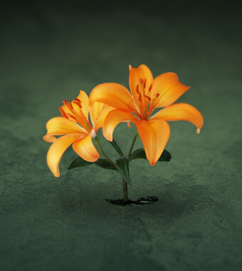 补肾的食物有哪些 荐10种超给力护肾食物