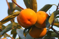 柿子怎么吃不涩 柿子相克食物大盘点