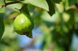 番石榴的营养价值介绍 番石榴籽吃了会便秘吗