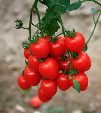 圣女果的营养价值 小小圣女果大作用
