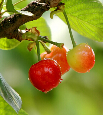 吃樱桃有什么好处 夏食樱桃补气养心