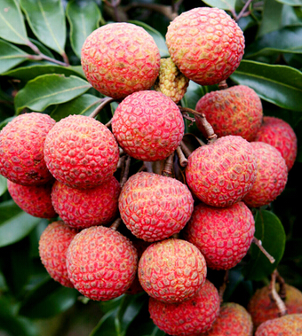 荔枝的功效与作用 补脾防斑多吃荔枝