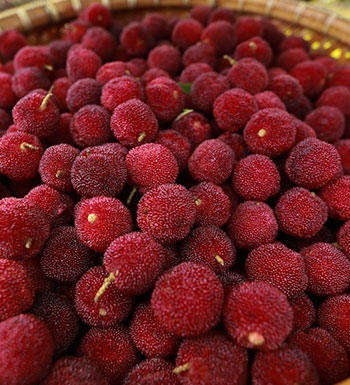 饮食养生常识 糖尿病患者可以吃杨梅吗