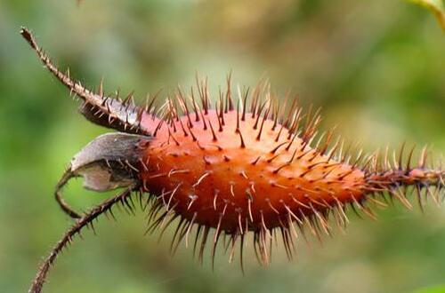 金樱子酒   抗菌消炎降血脂