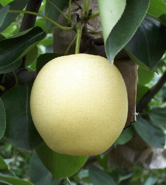 水果的营养价值 水果大战 星期综合征