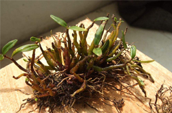 延年益寿 石斛的功效作用及附方介绍