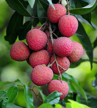 如何健康饮食 吃水果前定要长点心