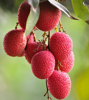 吃荔枝有什么好处 荔枝妙用巧治妇女病