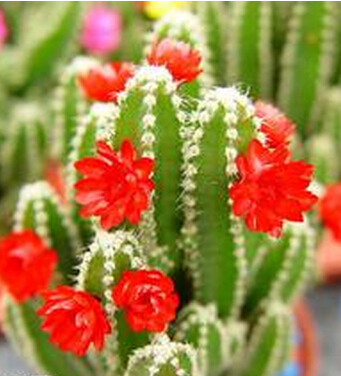 风水大师 为你盘点那些招小人的物件