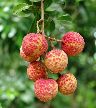 肾虚怎么办 10种食物让男人 肾利 在望