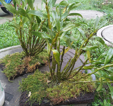 延年益寿 石斛的功效作用及附方介绍