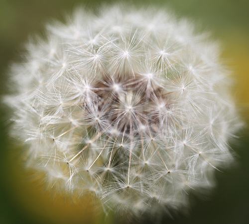 随风飘荡的蒲公英泡水喝的功效你知道吗