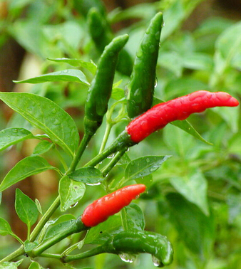 肠胃不好怎么办 小心10种食物让你小命不保