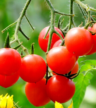 圣女果的营养价值 小小圣女果大作用