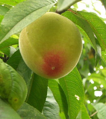 吃什么抗衰老 九天然抗老水果抓住你的青春