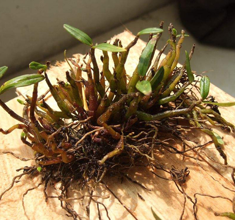 延年益寿 石斛的功效作用及附方介绍