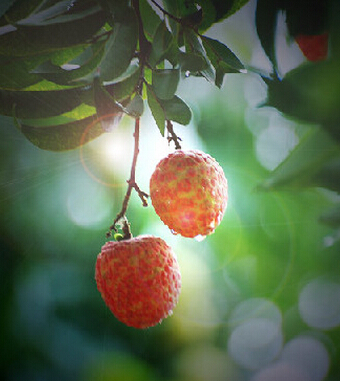荔枝的功效与作用 补脾防斑多吃荔枝