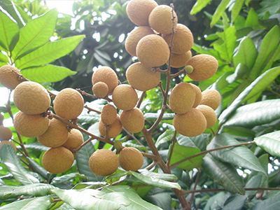 攻火上身之桂圆吃多了会怎样