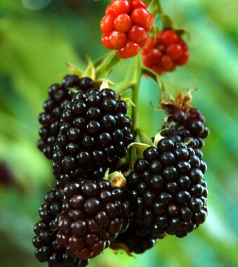 更年期保健 更年期男性的健康饮食法则